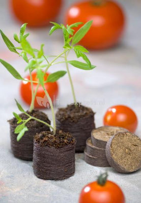 Comprimés pour la culture de noix de coco - Ø 3,5 cm - 18 pièces