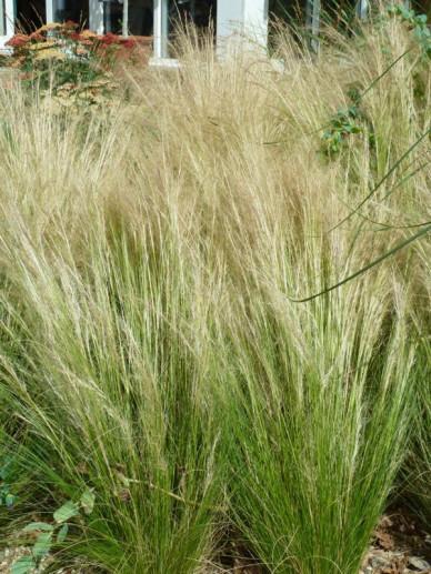 Vedergras (Stipa tenuissima 'Pony Tails™') - Tuinplanten