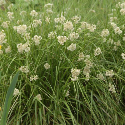 Luzule (Luzula nivea)