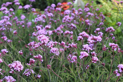 Véronique (Verbena bonariensis 'Lollypop')