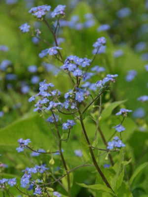 Myosotis (Brunnera macrophylla)