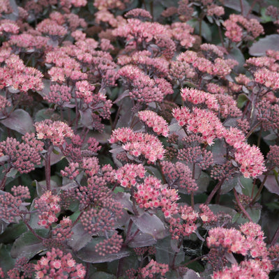 Orpin (Sedum Class Act)