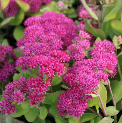 Orpin (Sedum Mr. Goodbud)