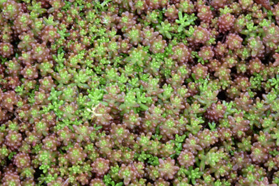 Orpin (album de Sedum)