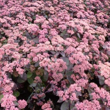 Vetkruid (Sedum hybride 'Karfunkelstein') - Tuinplanten