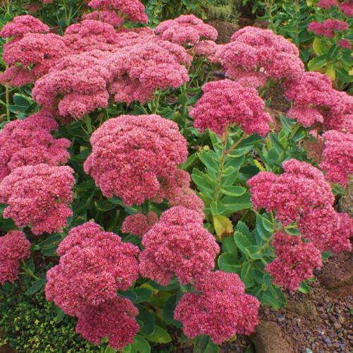 Vetkruid (Sedum hybridum 'Autumn Joy') - Tuinplanten