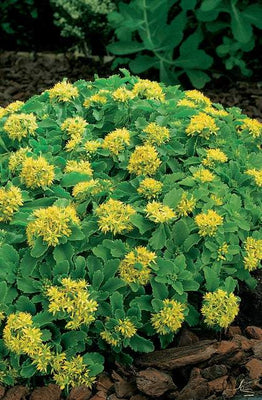 Orpin (Sedum selskianum)