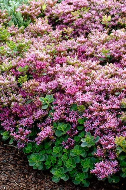Vetkruid (Sedum spurium 'Splendens') - Tuinplanten