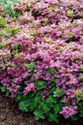 Orpin (Sedum spurium 'Splendens')