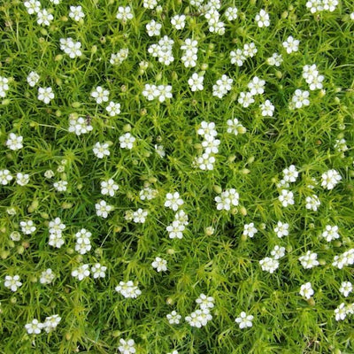 Sagine subulée (Sagina subulata)