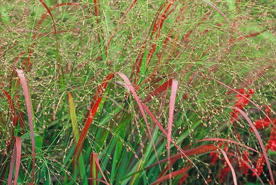 Panic érigé (Panicum virg. 'Sqauw')