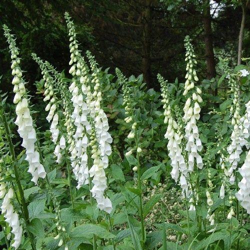Vingerhoedskruid (Digitalis purpurea ‘Alba') - Tuinplanten