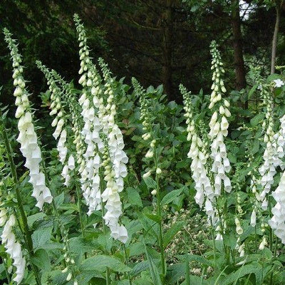 Digitale pourpre (Digitalis purpurea 'Alba')