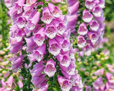 Digitale pourpre (Digitalis purpurea 'Gloxiniiflora')