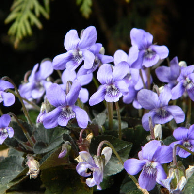 Violette (Viola labradorica)