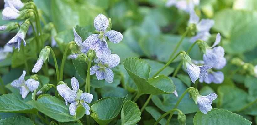 Viooltje (Viola sororia 'Freckles') - Tuinplanten