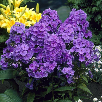 Fleur de flamme (Phlox (P) 'Amethyst')