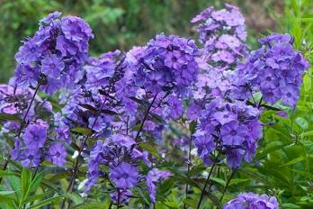 Fleur de flamme (Phlox (P) 'Blue Paradis')