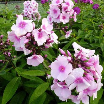 Fleur de flamme (Phlox (P) 'Bright Eyes')