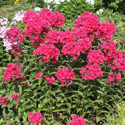 Fleur de flamme (Phlox (P) 'Starfire')