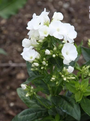 Fleur de flamme (Phlox (P) 'White Admiral')