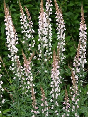 Muflier de lin (Linaria purpurea 'Canon J. Went')