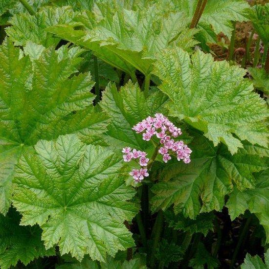 Voetblad (Darmera peltata) - Tuinplanten