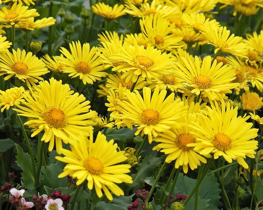 Voorjaarszonnebloem (Doronicum orientale 'Little Leo') - Tuinplanten