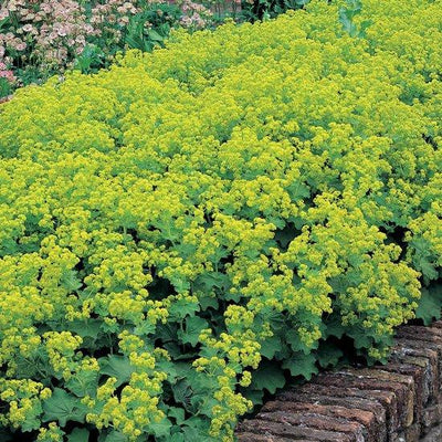 Alchémille (Alchemilla mollis 'Robustica')