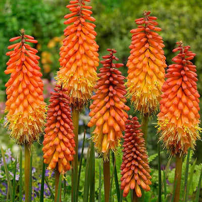 montgolfière (Kniphofia 'Alcazar')