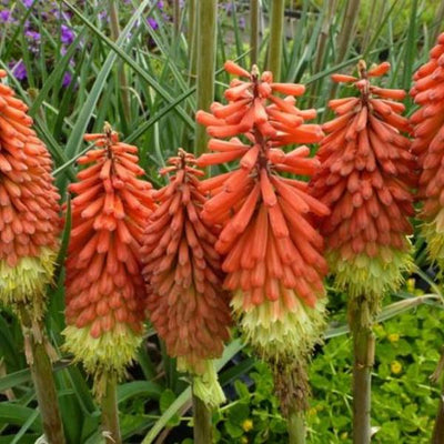 Kniphofia 'Royal Standard' (Kniphofia 'Royal Standard')