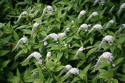 Bec-imbriqué (Lysimachia clethroides)
