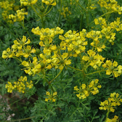 Rue (Ruta graveolens)