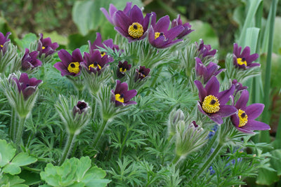 Anémone pulsatille (Pulsatilla vulgaris)