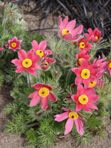 Wildemanskruid (Pulsatilla vulgaris 'Rubra') - Tuinplanten
