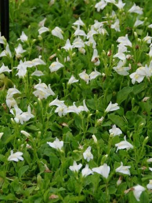 Sabot à front blanc (Mazus reptans)