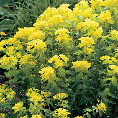 Euphorbe (Euphorbia polychroma)