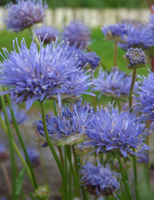Bleu sable (Jasione laevis 'Blaulicht')