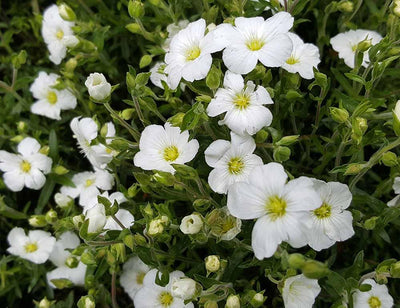 Arenaria montana