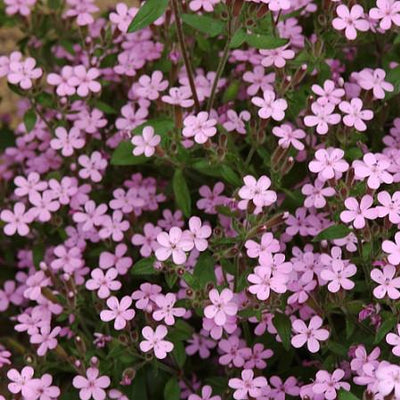 Saponaire (Saponaria ocymoides)