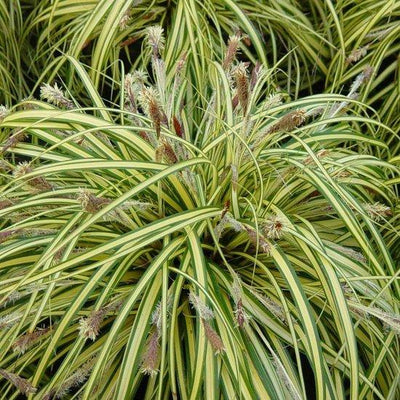 Laîche (Carex oshimensis 'Evergold')