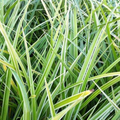 Laîche (Carex morrowii 'Variegata')