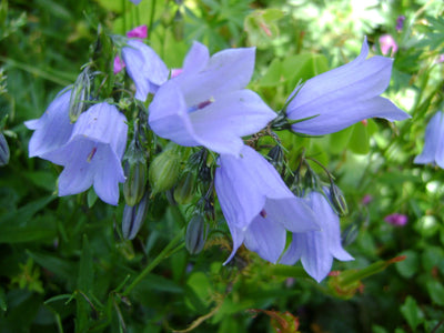 Campanule à feuilles de cochléaire 'Blue Baby' (Campanula cochleariifolia 'Blue Baby')