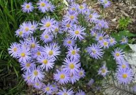 Aster d'été (Kalimeris incisa 'Blue Star')
