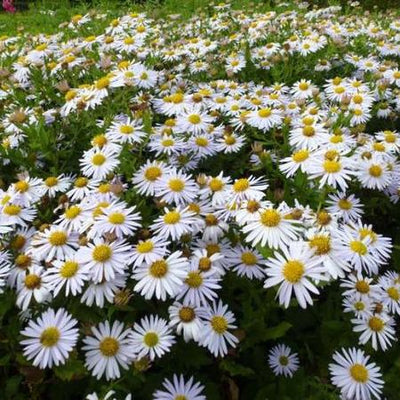 Aster d'été (Kalimeris incisa 'Madiva')