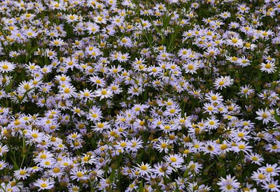 Aster d'été (Kalimeris incisa 'Nana Blue')