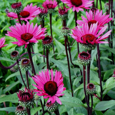 Échinacée (Echinacea Fatal Attraction)