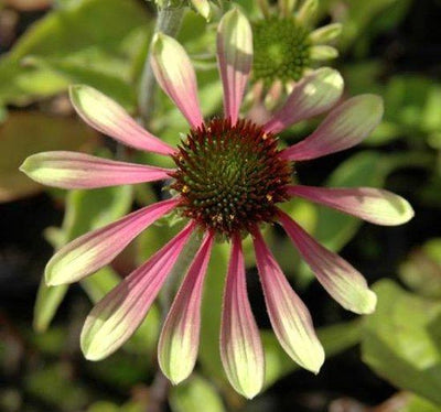 Échinacée verte (Echinacea Green Envy)