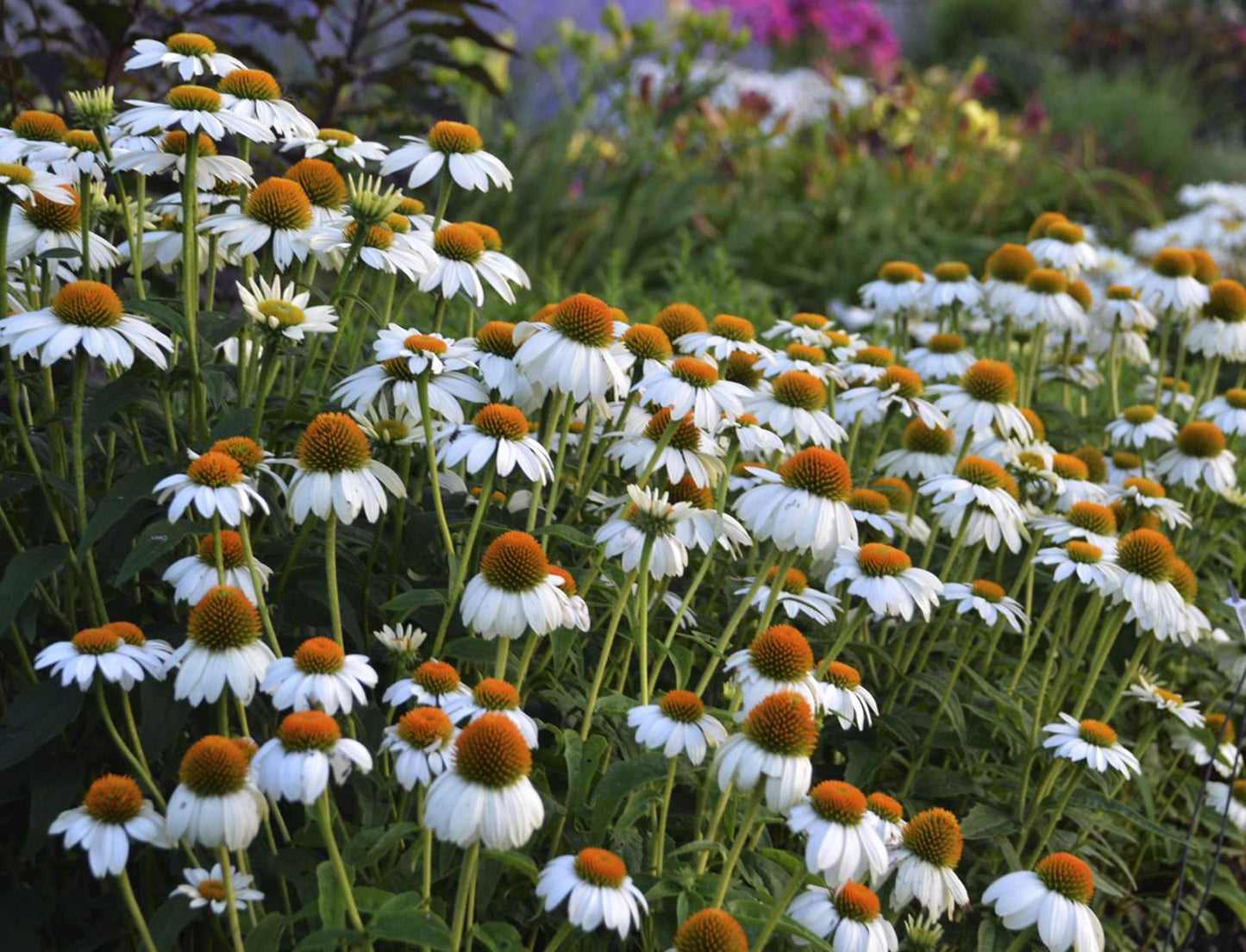 Zonnehoed (Echinacea PowWow™White) - Tuinplanten