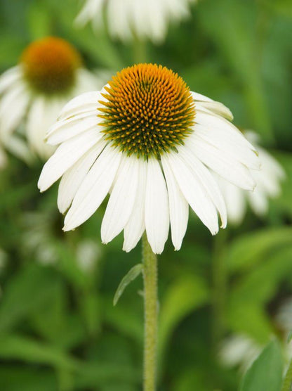 Zonnehoed (Echinacea PowWow™White) - Tuinplanten